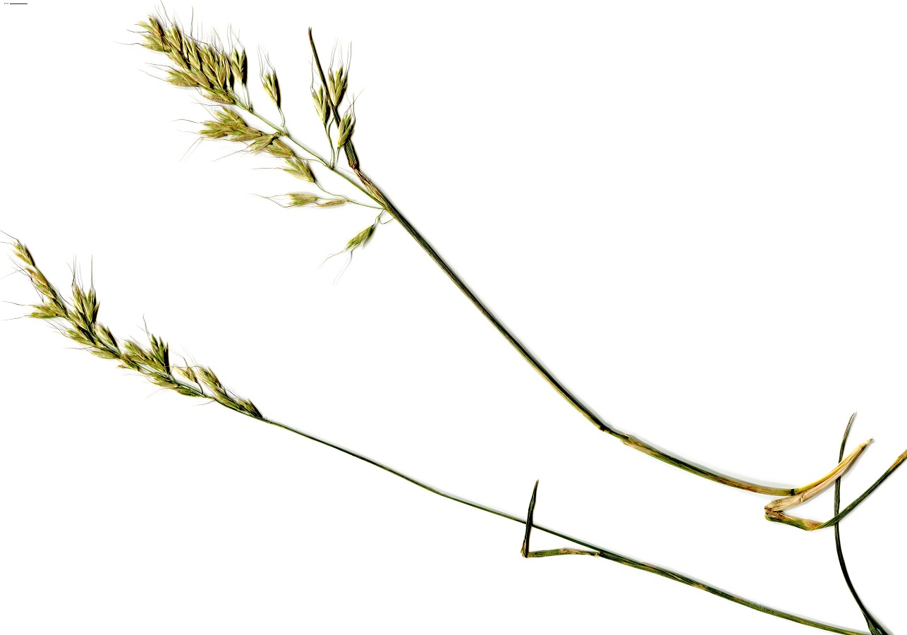 Helictotrichon sedenense subsp. gervaisii (Poaceae)